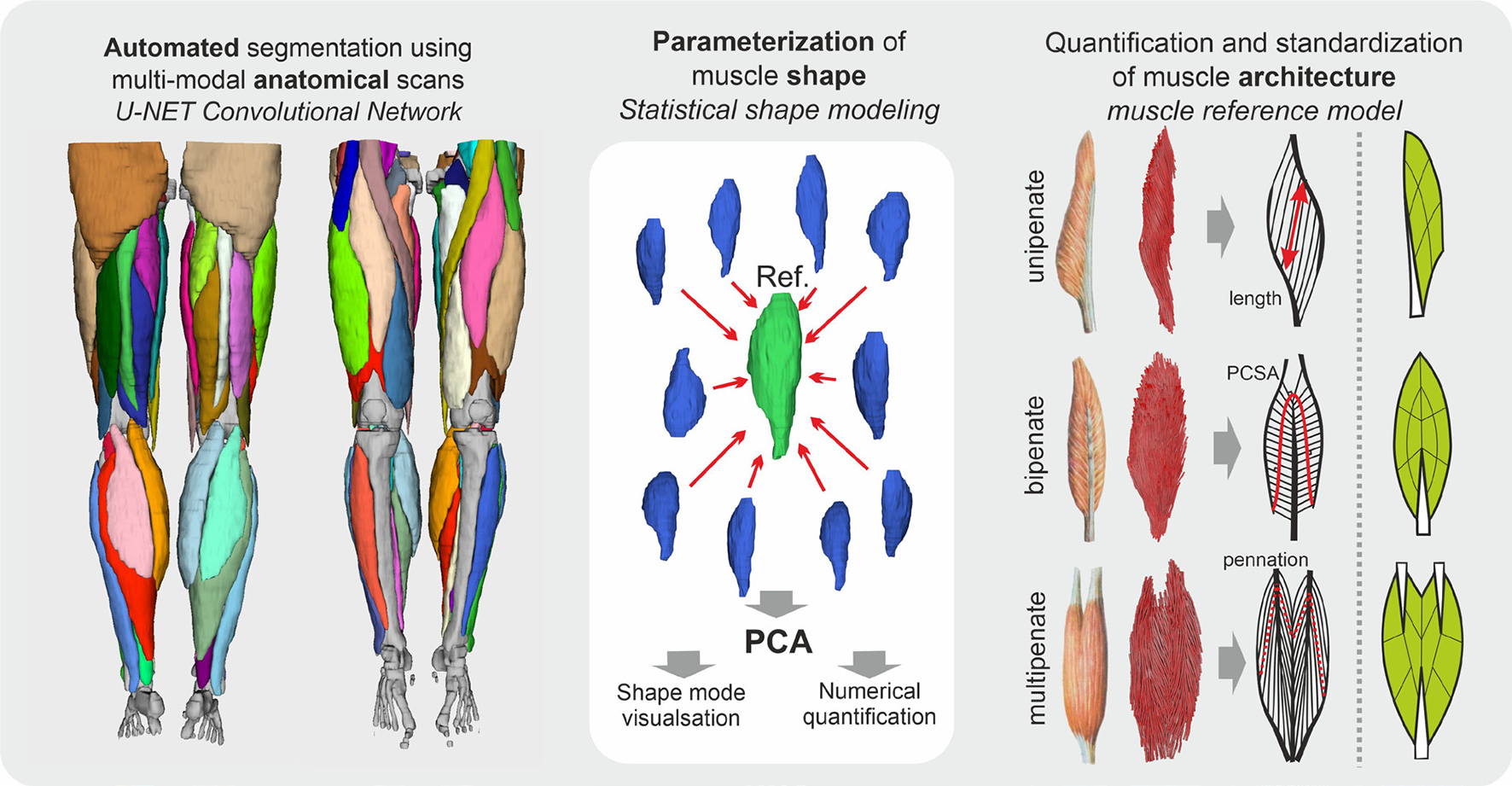 Intended processing methods for whole leg quantitative muscle MRI data